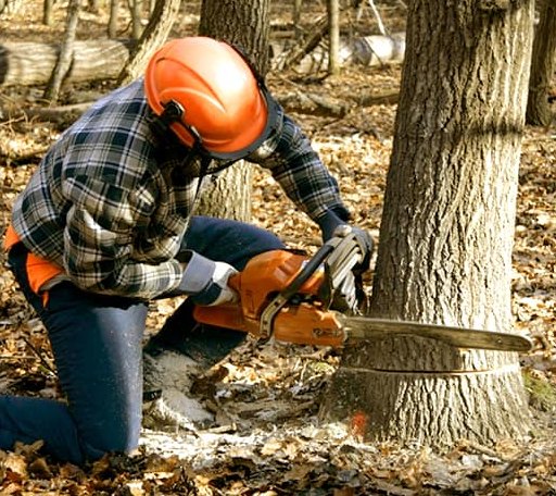 Tree Removal in Milford Center, OH